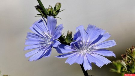 Цикорий семейство Сложноцветные