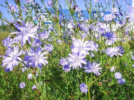 Цикорий обыкновенный