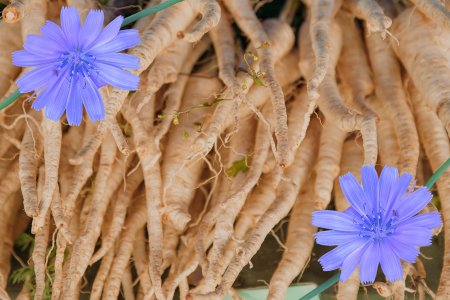 Дикий цикорий (Cichorium