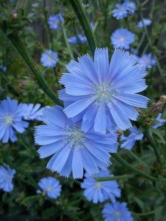 Цикорий обыкновенный