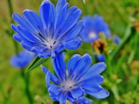 Цикорий обыкновенный Cichorium intybus