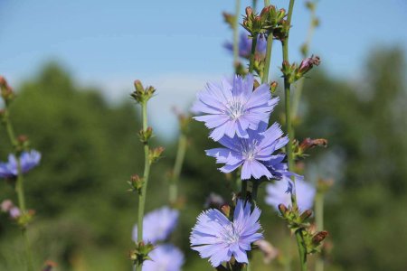 Цикорий обыкновенный