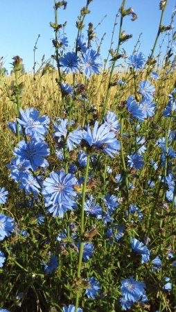 Цикорий обыкновенный