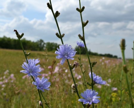 Цикорий Луговой