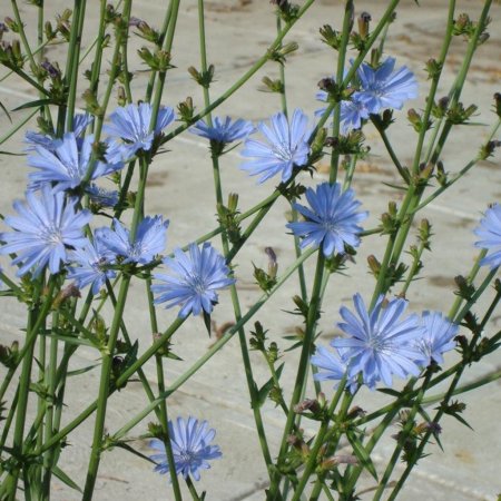 Cichorium intybus