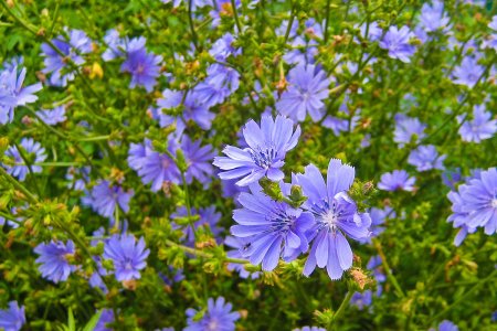 Цикорий Луговой