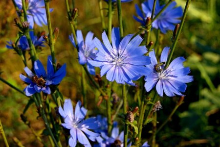 Полевые цветы цикорий