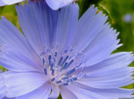 Сидячий цветок цикория