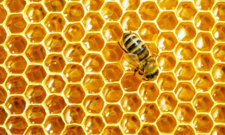 Пчелиные соты и прополис