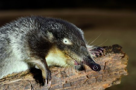 Русская выхухоль Desmana moschata