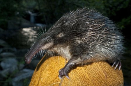 Русская выхухоль Desmana moschata