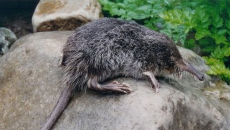 GALEMYS pyrenaicus
