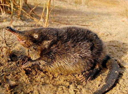 Русская выхухоль Desmana moschata Linnaeus, 1758
