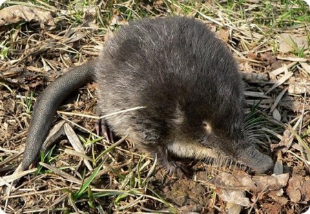 Выхухоль (Desmana moschata)