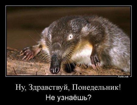 Выхухоль смешная