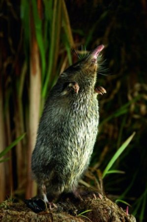 Русская выхухоль Desmana moschata
