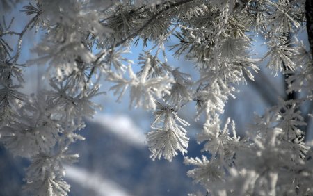 Заснеженная ветка