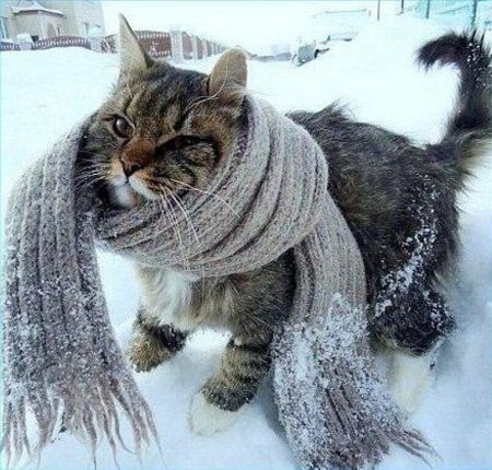Котик замерз