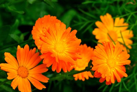 Календула лекарственная (Caléndula officinális)