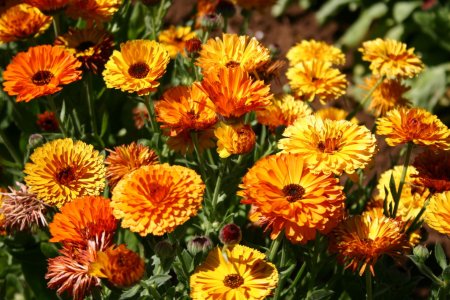 Календула цветы