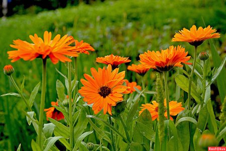 Ноготки календула