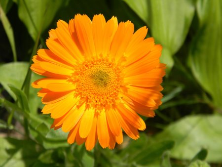 Ноготки календула цветки