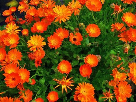 Календула лекарственная (Calendula officinalis)