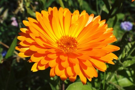 Календула, ноготки, Calendula