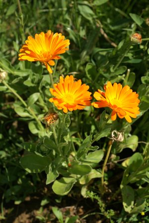 Ноготки календула цветки