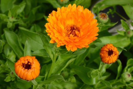 Календула бархатцы Астра космея