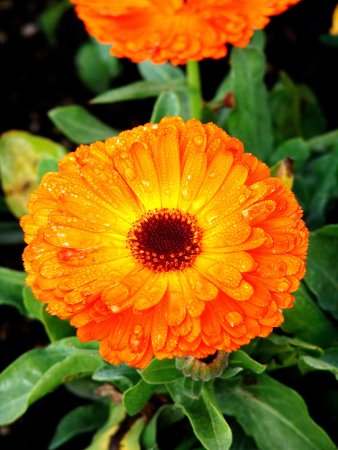 Календула цветы