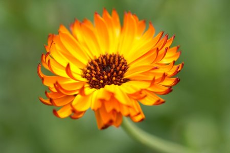 Календула, ноготки, Calendula