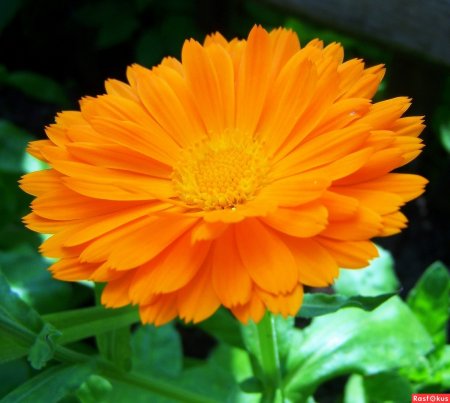 Календула зонненштайн