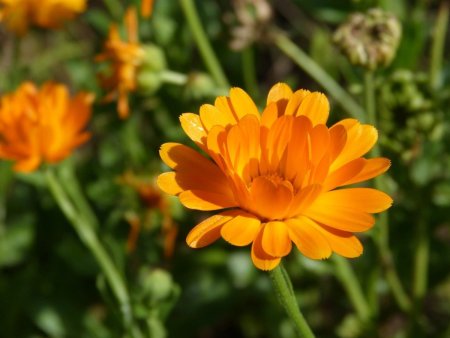 Календула Полевая (Calendula arvensis)