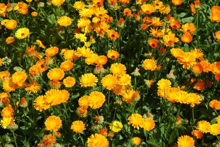 Календула Марица