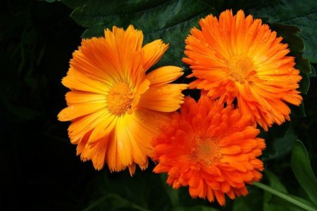 Сахаровская оранжевая календула