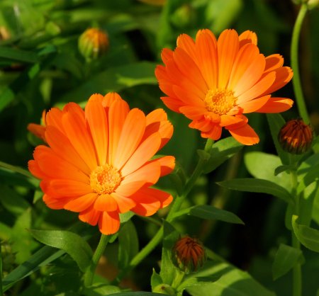 Календула цветы