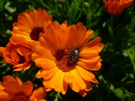 Календула лекарственная (Calendula)