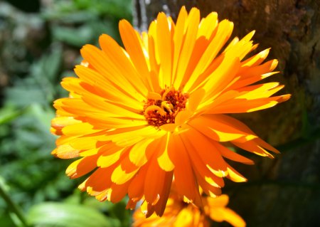 Ноготки календула цветки