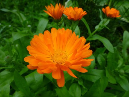 Календула зонненштайн