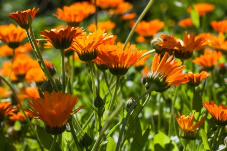 Ноготки календула цветки