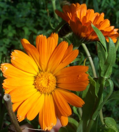 Календула лекарственная (Calendula officinalis)