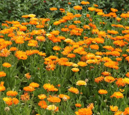 Календула лекарственная (Caléndula officinális)