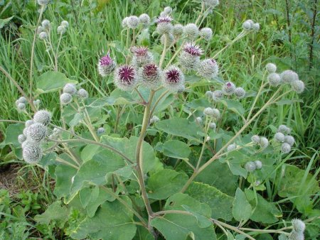 Arctium tomentosum