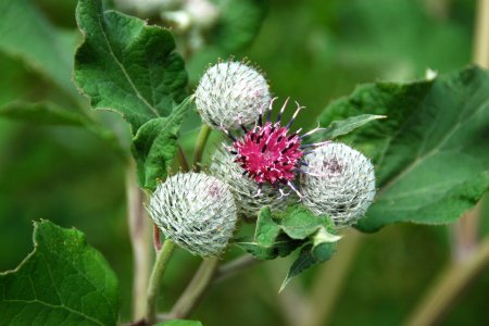 Репейник (Burdock)