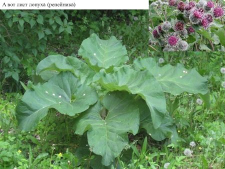 Куст лопуха