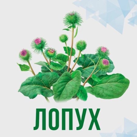 Лопух для детей