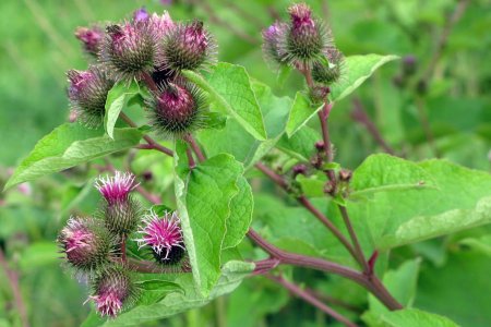 Репейник (Burdock)