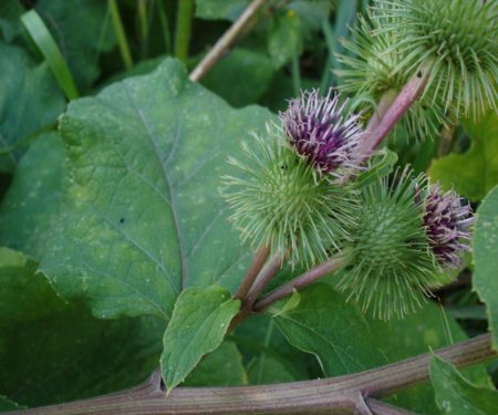 Arctium Lappa листья