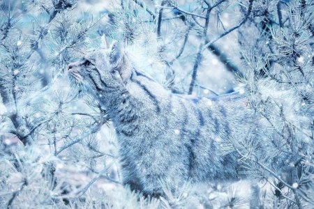 Кошки в зимнем лесу